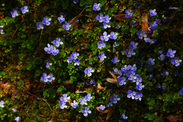 Faden-Ehrenpreis © Elke Hötzel