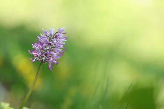 una orchidea scimmia in un prato in orimavera