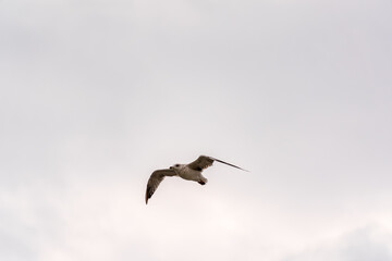 Obraz premium Sea gull in the clear blue sky.