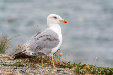 Fototapeta premium Seagull standing on pebble beach. Side view of a seagull standing on a rocky pebble beach.