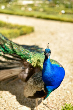 Front view of a male Indian peacock standing on a gravel path in a Parisian park. The bird faces the camera with a blurred garden background.