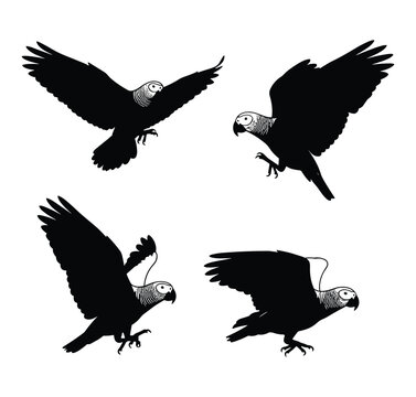 African Grey parrot silhouette icon set, minimalist black bird vector illustration, flying parrot isolated on white background, exotic pet bird elements for logo design and wildlife branding.