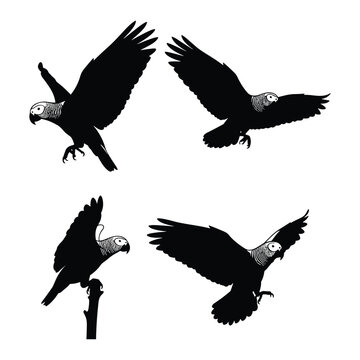 African Grey parrot silhouette icon set, minimalist black bird vector illustration, flying parrot isolated on white background, exotic pet bird elements for logo design and wildlife branding.