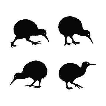Set of kiwi bird silhouettes in various poses, flightless New Zealand wildlife walking and grazing in solid black flat vector style isolated on white background
