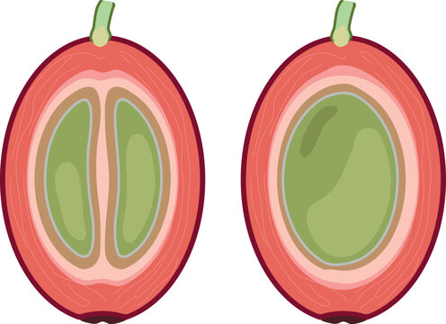 Coffee cherry cross section comparison, normal bean and peaberry (Coffea arabica) vector