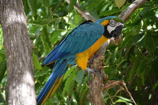 Brightly Colored Blue and Gold Macaw in a Tree