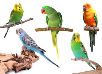 Obraz premium Different bright parrots isolated on white, collection