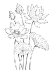 Obraz premium Vintage lotus flower stems with blooms and leaves in elegant botanical line art. 