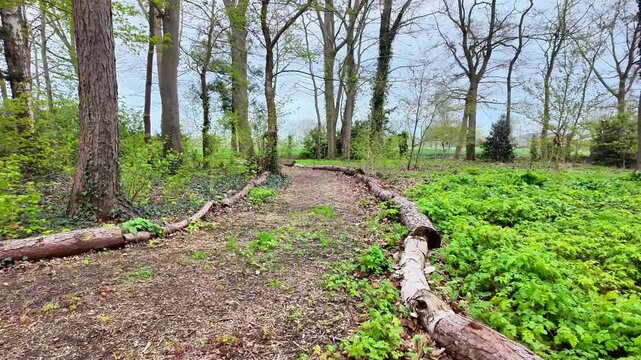 POV walking along a forest path bordered by fallen logs.