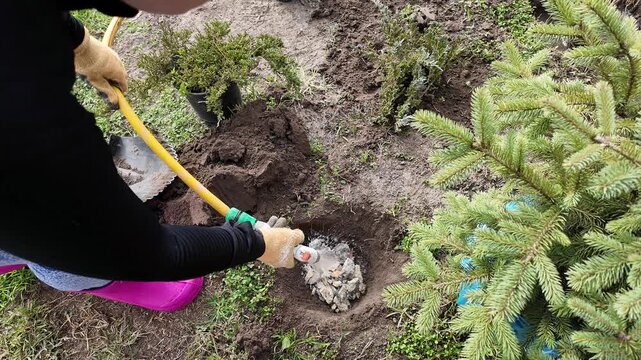 Gardener planting young evergreen conifer in soil, hands using shovel and hose for watering, outdoor yard work, spring landscaping and tree care