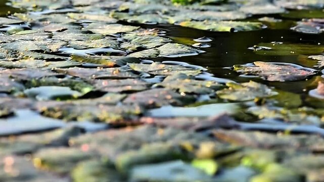 Water chestnut leaves floating on the lake extremely closeup