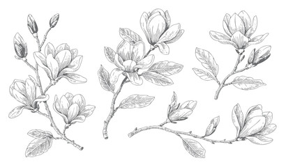 Magnolia flower engraved black and white botanical artwork. Vintage floral vector branch bloom style. © Artverza