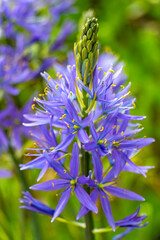 Violett blühende Prärielilie © E. Schittenhelm