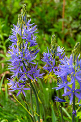 Violett blühende Prärielilie © E. Schittenhelm