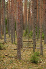 Fototapeta premium forest in spring