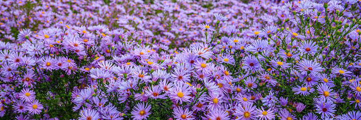Fototapeta premium Bright purple flowers bloom in a field under clear skies during daytime in a rural setting