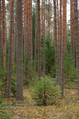 Fototapeta premium Spring in the forest