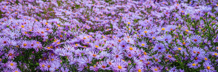 Obraz premium Colorful flowers bloom in a field during springtime near a city park