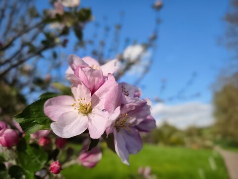 Apple blossoms along the hiking trail