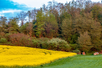 Bienenkästen neben einem Rapsfeld © focus finder