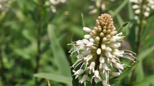 Close-up blooming yarrow flowers swaying in gentle breeze, macro nature documentary style achillea millefolium