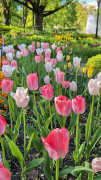 Double tulips swaying in the wind on a flowerbed at Bastejkalns park in Riga, Latvia. Pink and white blooming flowers on a sunny spring day.