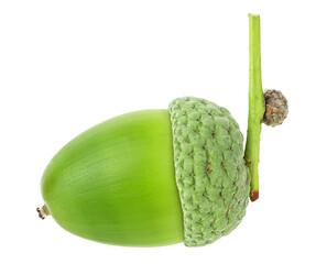 Fresh green acorn isolated on a white background. Single young acorn. © domnitsky