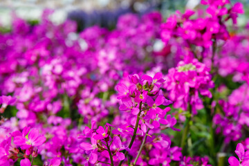 Obraz premium Vibrant pink flowers bloom in a garden during springtime, showcasing nature's beauty