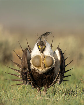 Greater Sage-Grouse (Centrocercus urophasianus)
