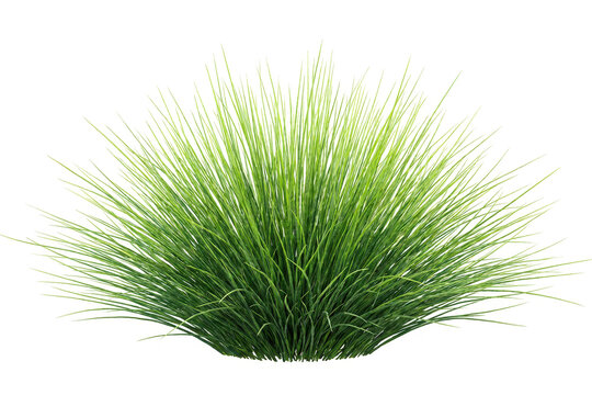 Lush green ornamental grass tuft isolated on white background for landscaping design projects featuring vibrant emerald blades growing in a dense rounded cluster perfect for garden architectural