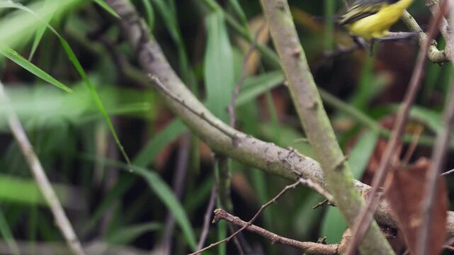 A Common Tody-Flycatcher (Todirostrum cinereum) perched on a branch, then beginning to hop actively along it. Captured in 4K, this footage showcases the bird&rsquo;s quick and energetic movements, typical o