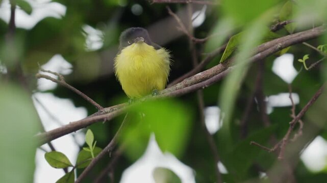 Un primer plano de un Titirij&iacute; com&uacute;n (Todirostrum cinereum) acicalando su plumaje y esponjando sus plumas. Capturado en 4K, este metraje resalta el delicado comportamiento de acicalamiento.