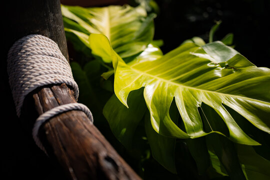 close up of a tropical plant and wooden banister on the island of Ko Tao in Thailand.