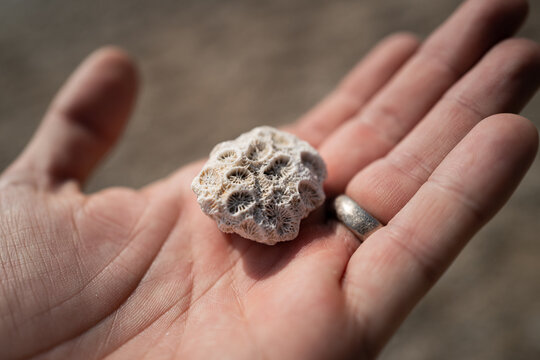 Holding a seashell on the island of Koh Samui,  Thailand
