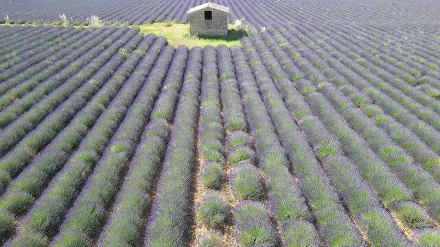 Un champ de lavande dans le sud de la France en plein &eacute;t&eacute;