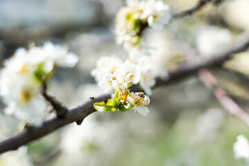 Fototapeta premium Breathtaking spring landscape featuring blooming cherry trees and a field of vibrant wildflowers under soft sunlight, symbolizing renewal and nature's beauty.