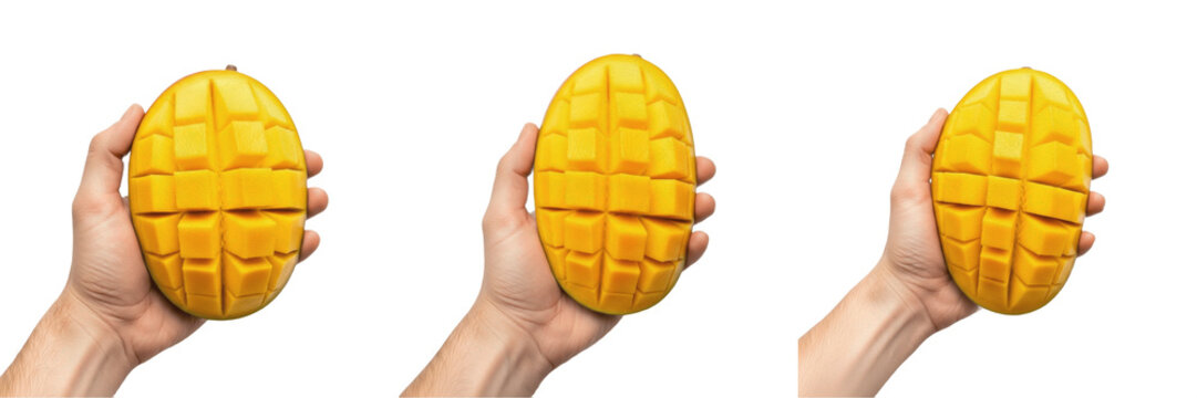 Hand holding a ripe mango Mangifera indica tropical juicy fruit Mango maduro Mangue mure Reife Mango sweet organic stone fruit orange pulp vitamin A C energy booster farm fresh harvest product