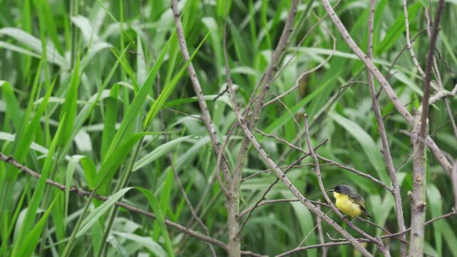 A Common Tody-Flycatcher (Todirostrum cinereum) perched on a branch, then beginning to hop actively along it. Captured in 4K, this footage showcases the bird&rsquo;s quick and energetic movements, typical o