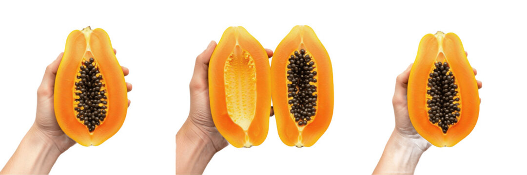 Hand holding a papaya Carica papaya tropical fruit Papaya Papaye organic orange flesh black seeds sweet healthy snack vitamin A C digestive enzyme papain farm fresh harvest produce product