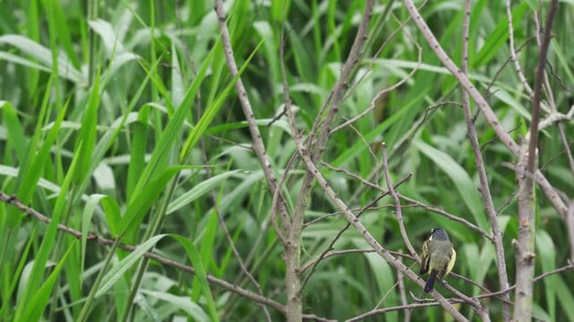 A Common Tody-Flycatcher (Todirostrum cinereum) perched on a branch, then beginning to hop actively along it. Captured in 4K, this footage showcases the bird&rsquo;s quick and energetic movements, typical o
