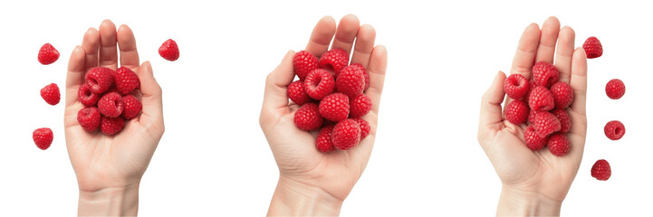 Hand holding raspberries Rubus idaeus red berries Frambuesas Framboises Himbeeren summer fruit organic sweet healthy snack vitamin C antioxidant farm fresh harvest produce berry nutrition © SultanRahi