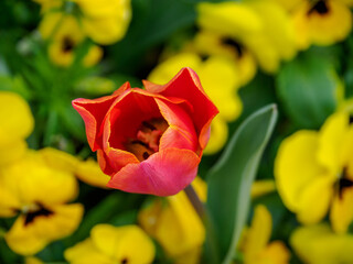 Fototapeta premium Bunter Frühling im Münstertland