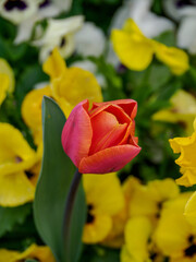 Obraz premium Bunter Frühling im Münstertland