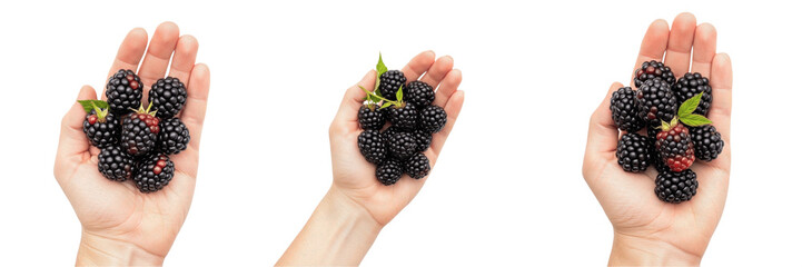 Hand holding blackberries Rubus fruticosus black berries Moras Mûres Brombeeren summer fruit organic sweet healthy snack vitamin C antioxidant farm fresh harvest produce berry nutrition photo © SultanRahi