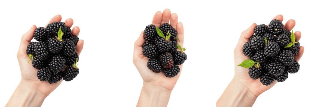 Hand holding a handful of blackberries Rubus fruticosus black berries Moras M&ucirc;res Brombeeren group of summer fruits organic harvest black berries vitamin rich healthy diet antioxidants
