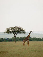 Fototapeta premium giraffe in the serengeti