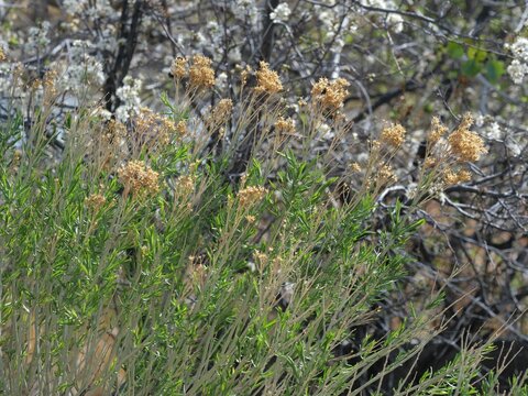 Rubber Rabbitbrush (Ericameria nauseosa) in Spring &ndash; Green New Growth and Dry Seed Heads, Colorado