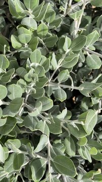 Metrosideros excelsa or New Zeland Christmas tree green leaves plant close up,4K vertical video.
