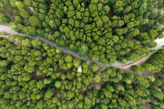 Aerial view of a winding road through the dense green forest of Vallombrosa with a blue car driving among tall pine trees Vallombrosa, Tuscany, Italy.
