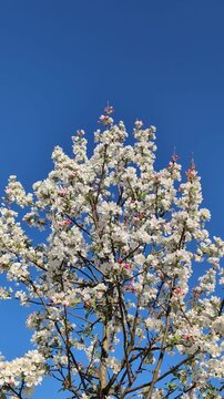 Blooming apple tree branches swaying in the wind on a sunny spring day. White blossoms and buds in a beautiful garden or orchard.